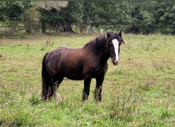 Tinker, Caballo castrado, 5 años, 138 cm, Negro