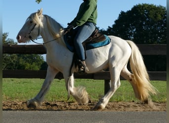 Tinker, Caballo castrado, 5 años, 138 cm, Tordo