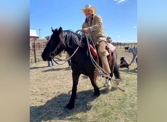 Tinker Mestizo, Caballo castrado, 5 años, 140 cm, Negro