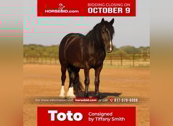 Tinker Mestizo, Caballo castrado, 5 años, 140 cm, Negro