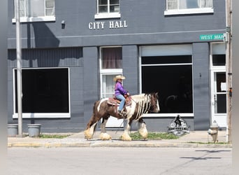 Tinker, Caballo castrado, 5 años, 142 cm, Champán