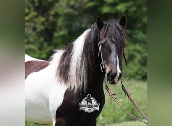 Tinker, Caballo castrado, 5 años, 142 cm, Negro
