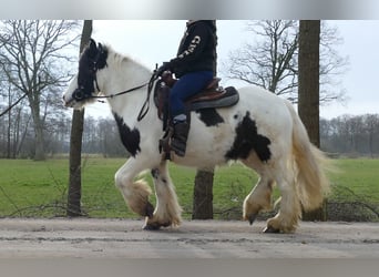 Tinker, Caballo castrado, 5 años, 142 cm, Pío