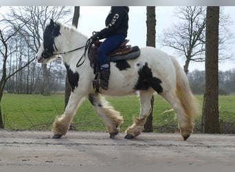 Tinker, Caballo castrado, 5 años, 142 cm, Pío