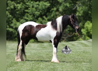 Tinker, Caballo castrado, 5 años, 142 cm, Tobiano-todas las-capas