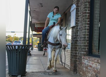 Tinker, Caballo castrado, 5 años, 142 cm, Tordo picazo