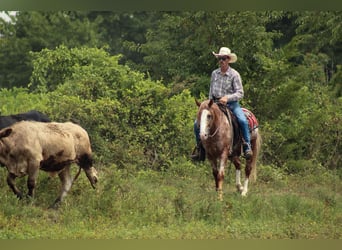 Tinker Mestizo, Caballo castrado, 5 años, 145 cm