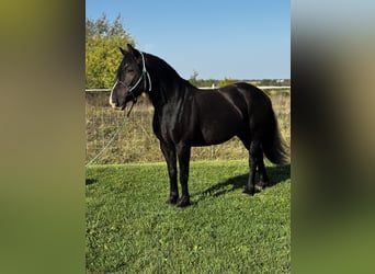 Tinker Mestizo, Caballo castrado, 5 años, 145 cm, Castaño rojizo