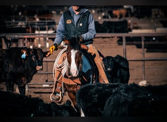 Tinker Mestizo, Caballo castrado, 5 años, 145 cm, Pío