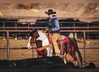 Tinker Mestizo, Caballo castrado, 5 años, 145 cm, Pío