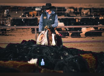 Tinker Mestizo, Caballo castrado, 5 años, 145 cm, Pío