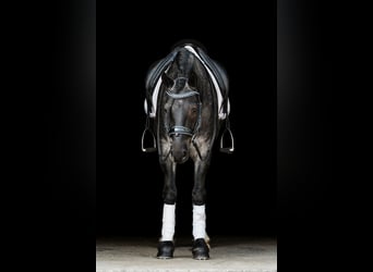 Tinker Mestizo, Caballo castrado, 5 años, 145 cm, Ruano azulado