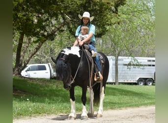 Tinker, Caballo castrado, 5 años, 145 cm, Tobiano-todas las-capas