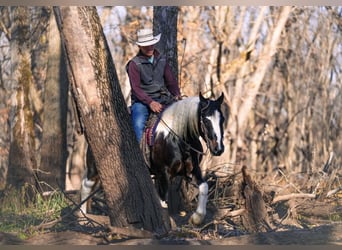 Tinker Mestizo, Caballo castrado, 5 años, 147 cm, Pío