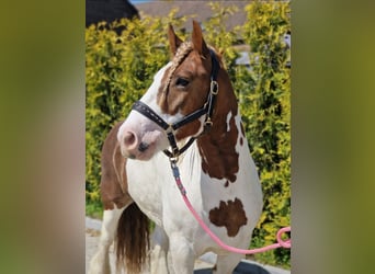 Tinker, Caballo castrado, 5 años, 149 cm, Pío