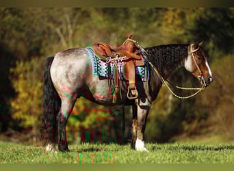 Tinker Mestizo, Caballo castrado, 5 años, 150 cm