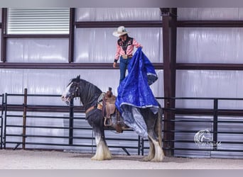 Tinker, Caballo castrado, 5 años, 150 cm, Negro