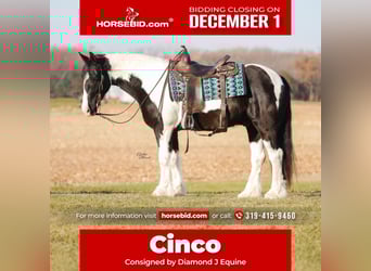 Tinker Mestizo, Caballo castrado, 5 años, 150 cm, Pío