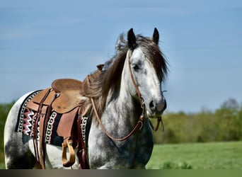 Tinker, Caballo castrado, 5 años, 150 cm, Tordo rodado