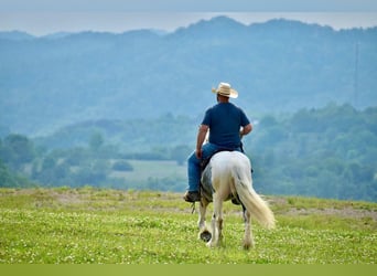 Tinker, Caballo castrado, 5 años, 150 cm, Tordo rodado