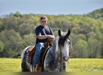 Tinker, Caballo castrado, 5 años, 150 cm, Tordo rodado