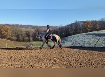 Tinker, Caballo castrado, 5 años, 152 cm