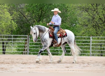 Tinker Mestizo, Caballo castrado, 5 años, 152 cm
