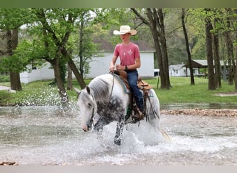 Tinker Mestizo, Caballo castrado, 5 años, 152 cm