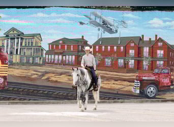 Tinker Mestizo, Caballo castrado, 5 años, 152 cm