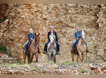 Tinker Mestizo, Caballo castrado, 5 años, 152 cm