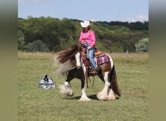 Tinker, Caballo castrado, 5 años, 152 cm, Champán