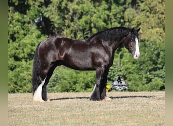 Tinker, Caballo castrado, 5 años, 152 cm, Negro
