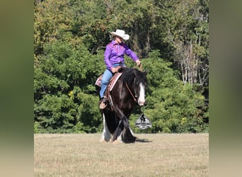 Tinker, Caballo castrado, 5 años, 152 cm, Negro