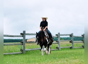 Tinker Mestizo, Caballo castrado, 5 años, 152 cm, Pío