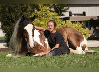 Tinker Mestizo, Caballo castrado, 5 años, 152 cm, Pío