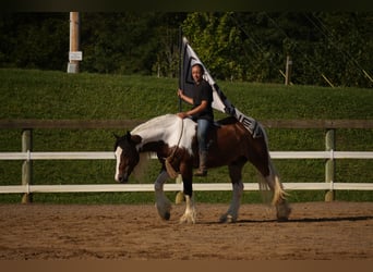 Tinker Mestizo, Caballo castrado, 5 años, 152 cm, Pío