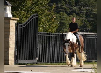 Tinker Mestizo, Caballo castrado, 5 años, 152 cm, Pío
