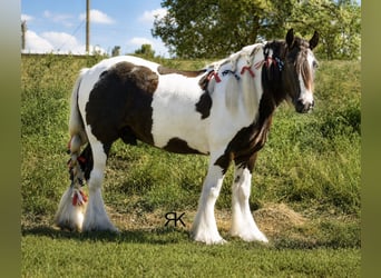 Tinker, Caballo castrado, 5 años, 152 cm, Pío