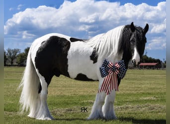 Tinker, Caballo castrado, 5 años, 152 cm, Pío
