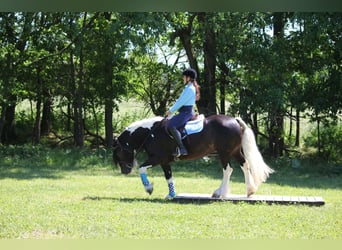 Tinker, Caballo castrado, 5 años, 152 cm, Tobiano-todas las-capas