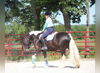 Tinker, Caballo castrado, 5 años, 152 cm, Tobiano-todas las-capas