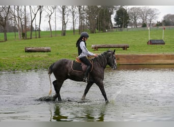 Tinker Mestizo, Caballo castrado, 5 años, 152 cm, Tordo