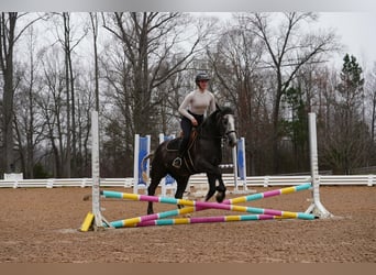 Tinker Mestizo, Caballo castrado, 5 años, 152 cm, Tordo