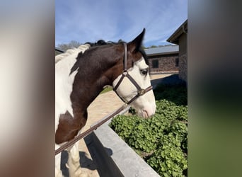 Tinker, Caballo castrado, 5 años, 155 cm, Pío