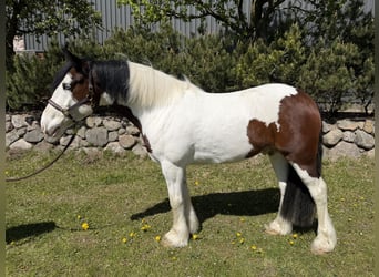Tinker, Caballo castrado, 5 años, 155 cm, Pío