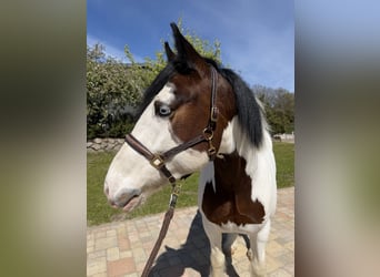 Tinker, Caballo castrado, 5 años, 155 cm, Pío