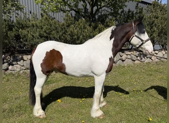 Tinker, Caballo castrado, 5 años, 155 cm, Pío