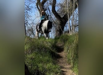 Tinker, Caballo castrado, 5 años, 155 cm, Pío