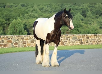 Tinker, Caballo castrado, 5 años, 157 cm