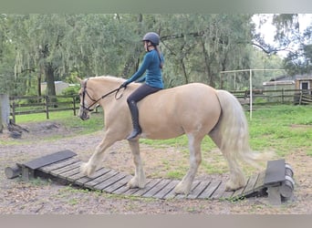 Tinker, Caballo castrado, 5 años, 163 cm, Palomino
